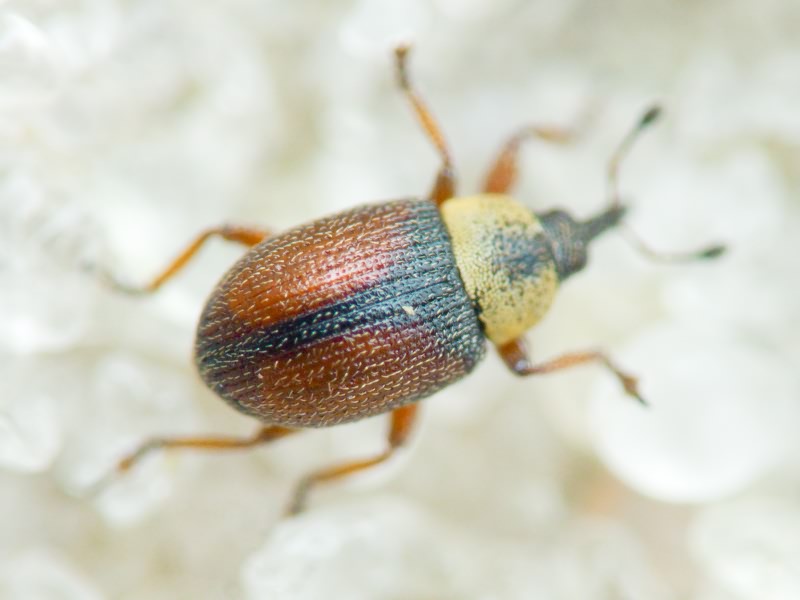 Gymnetron beccabungae Linnaeus, 1761